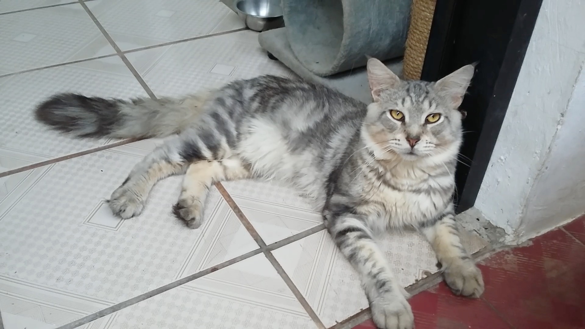 Kucing Maine Coon Jakarta – 0878-7890-5311